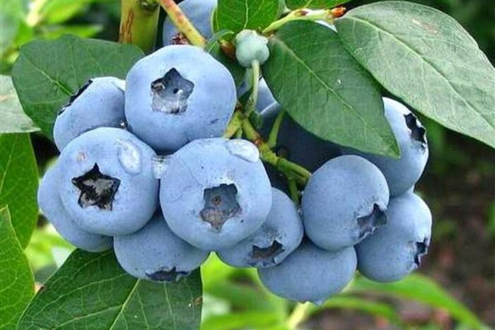 На Черкащині фермери збирають урожай лохини з плантації, яка була затоплена